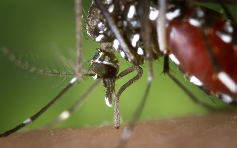 Descubren mosquitos tigre resistentes a insecticidas empleados para combatirlos
